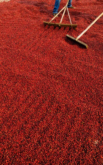 Foto chicchi di caffè che si asciugano al sole