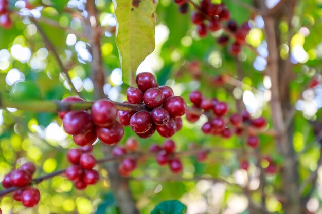ブラジルの田舎のコーヒーの木で育つコーヒー豆