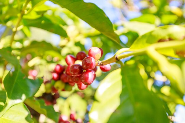 Coffee beans growing on coffee tree in Brazils coutryside