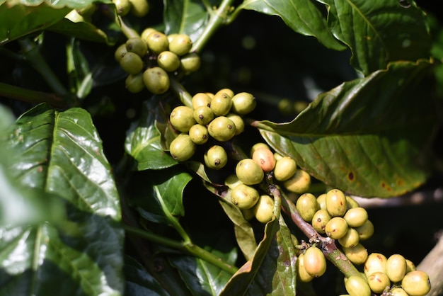 Coffee beans growing in Da Lat Vietnam