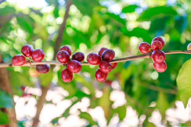 写真 ブラジルの田舎のコーヒーの木で育つコーヒー豆