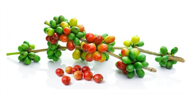 Coffee beans isolated on white space