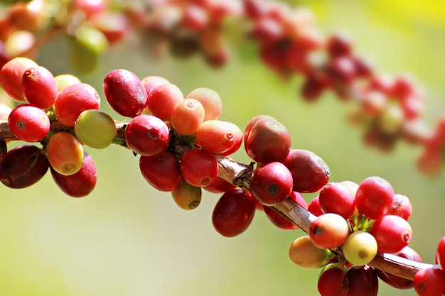 写真 木の上のコーヒー豆