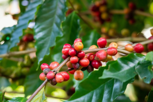 Coffee beans plantation