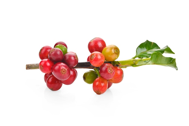 Coffee beans ripe and unripe berries isolated on white background