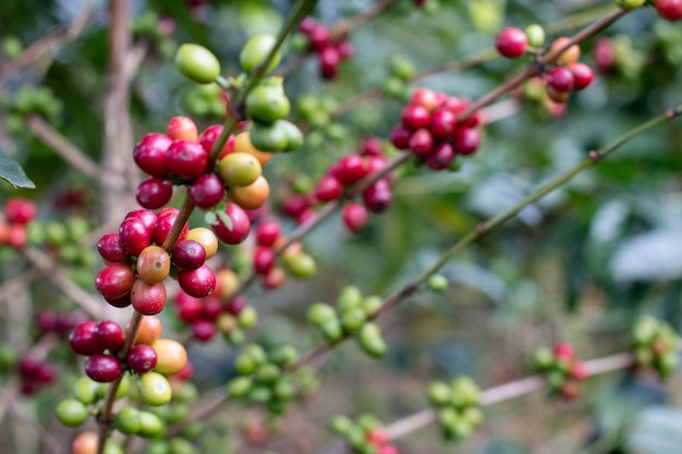 Coffee beans ripening Coffee tree on farm