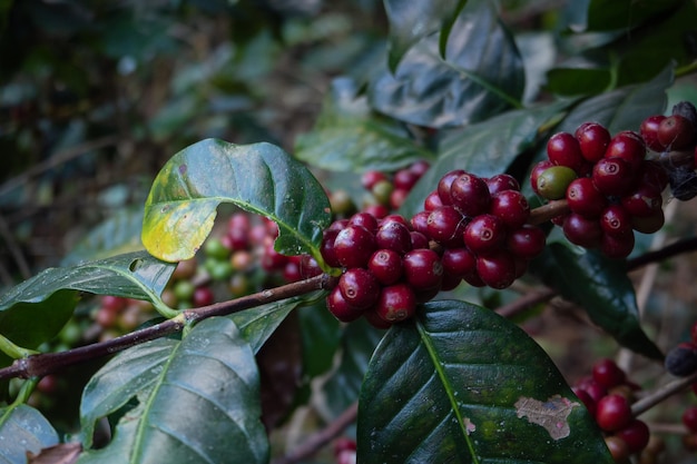 タイのコーヒーの木で熟しているコーヒー豆