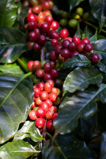 タイ北部の樹木で熟すコーヒー豆