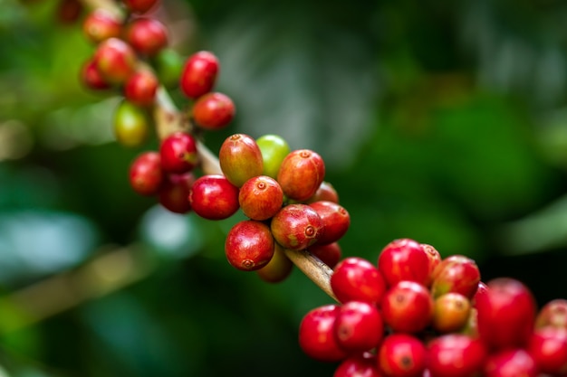 Coffee beans ripening on tree in North of thailand