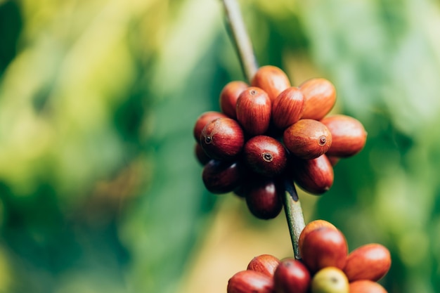 Coffee beans ripening on tree in North of thailand