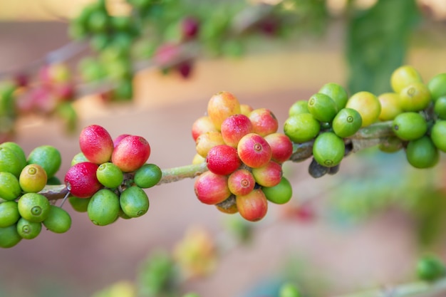 Chicchi di caffè che maturano sull'albero