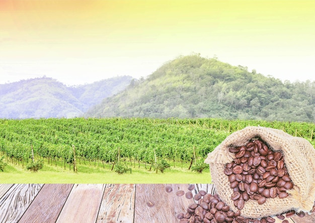 Coffee beans in sack bag on wood in the coffee plantation