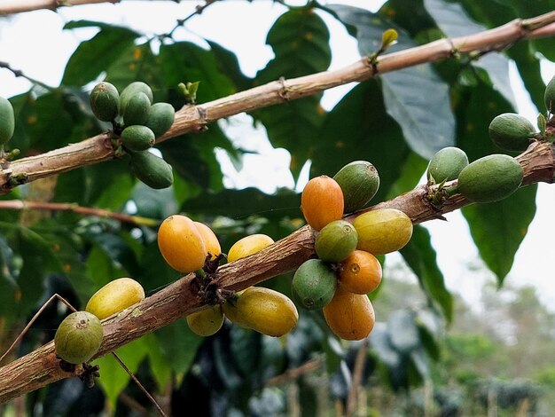 coffee beans on the tree agriculture