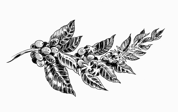 Coffee beans on tree branch. Ink drawing