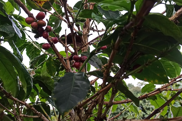 Coffee beans on a tree in a coffee plantation