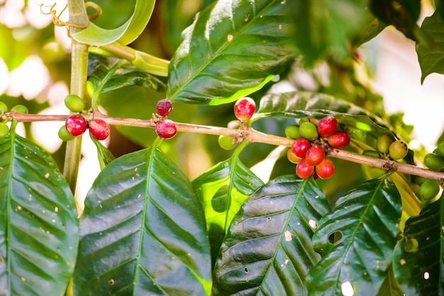 Coffee beans on tree