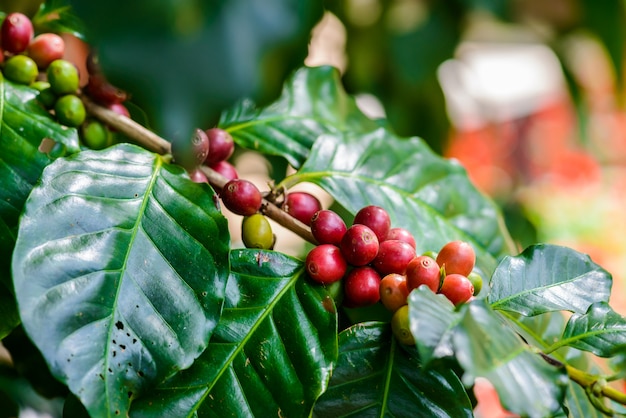 Photo coffee beans on tree