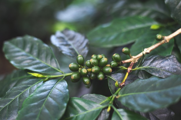 Coffee beans on a tree 