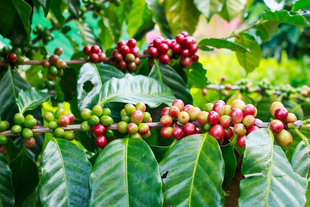 Coffee beans on trees close up.