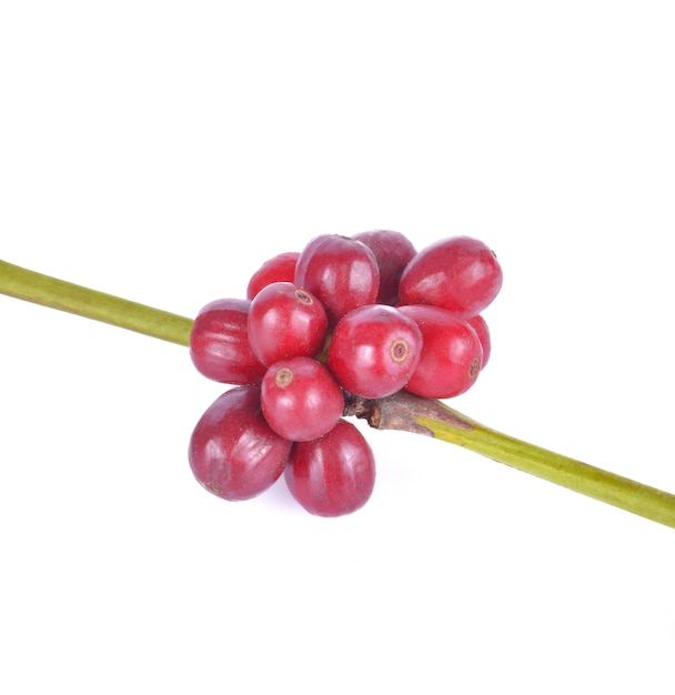 Coffee beans on a white surface