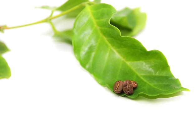 Coffee beans with leaves isolated on white