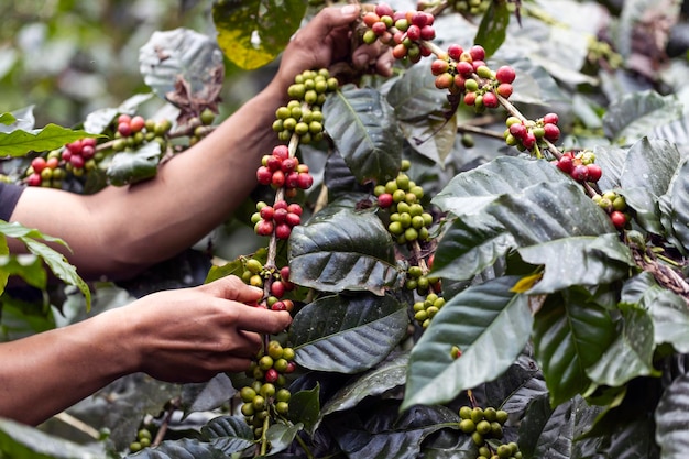 Photo coffee berries by agriculture coffee beans ripening on the tree in north of thailand