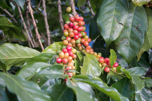 coffee berries on caffee plantation.