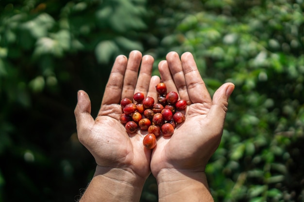 Coffee Berries commonly called Coffee Cherries is source of coffee beans to create coffee drink