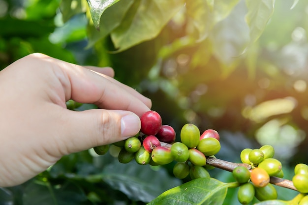 Coffee berries on tree with agriculturist hand.