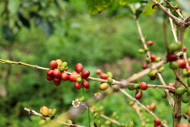 Coffee Berries on West Java Indonesia Coffee Plantation Kopi Luwak Fermentation