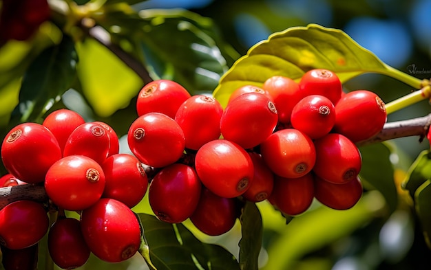 coffee berry or coffee bean