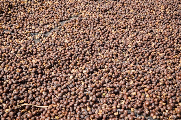 coffee berry drying in the sun