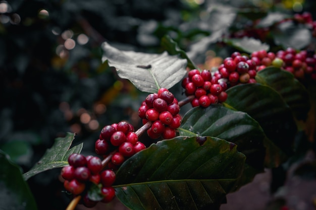 나무에 숙성 커피 베리, 아라비카 커피 숲에서 나무 실루엣 아래 빨간색 익은 빨간색