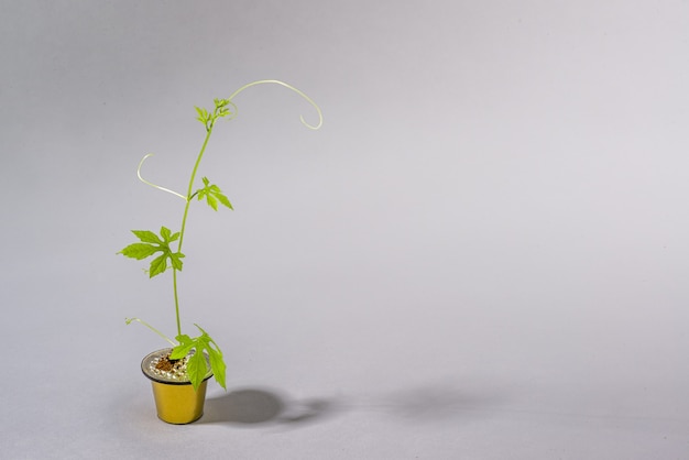 사진 캡슐에서 자라는 식물이 있는 작은 주전자로 예술적으로 재사용되는 커피 캡슐