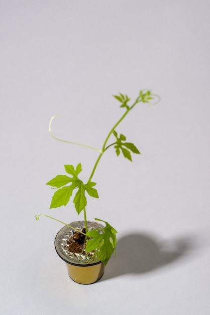 캡슐에서 자라는 식물이 있는 작은 주전자로 예술적으로 재사용되는 커피 캡슐