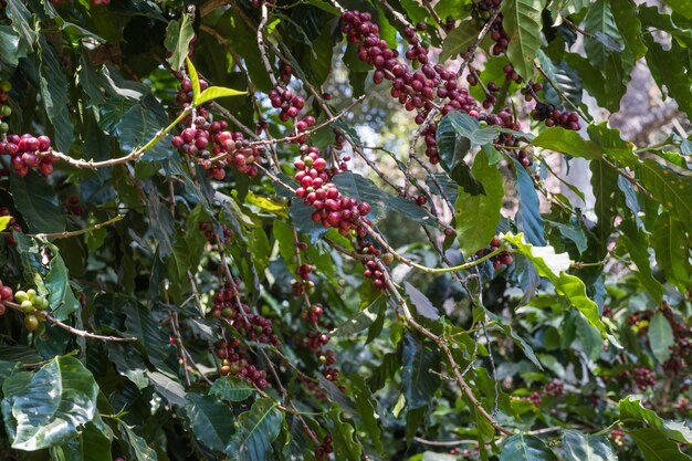 Coffee cherries (beans) ripening on a coffee tree branch (closeup)