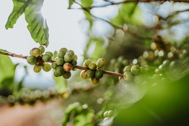 Coffee cherries coffee beans on coffee tree branch of a coffee\
tree with ripe fruits with dew