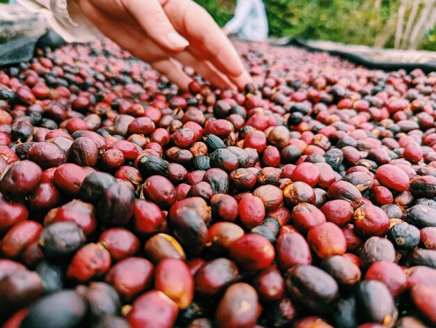 写真 コーヒー チェリー の 乾燥