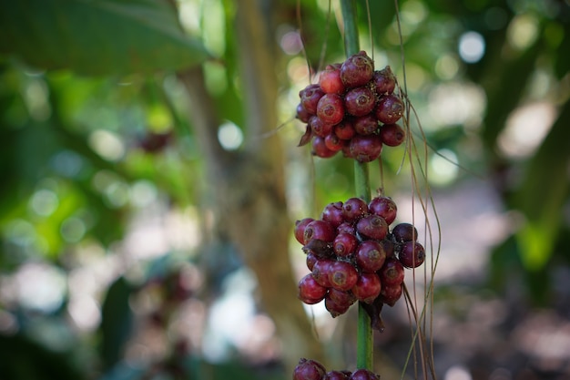 植物からのコーヒーチェリーは、コーヒードリンを作るためのコーヒー豆の源です