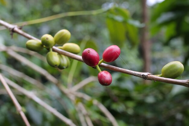 Photo coffee cherries in the gayo highlands central aceh