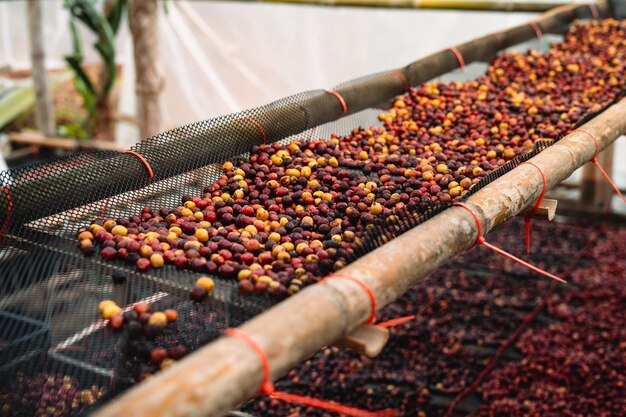 Coffee cherry beans are drying in the greenhouse