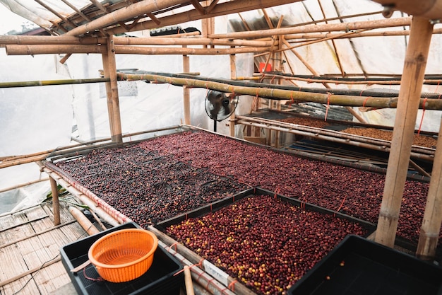 Coffee cherry beans are drying in the greenhouse