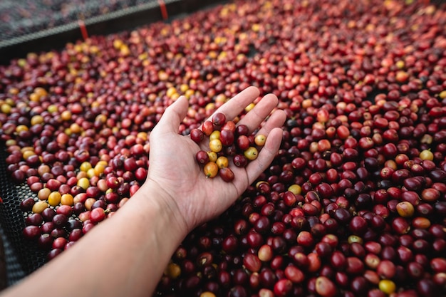 Coffee cherry beans in hand checking for good coffee beans