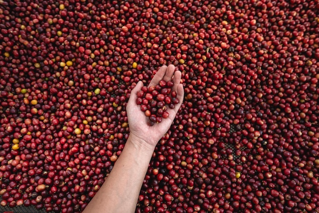 Coffee cherry beans in hand checking for good coffee beans