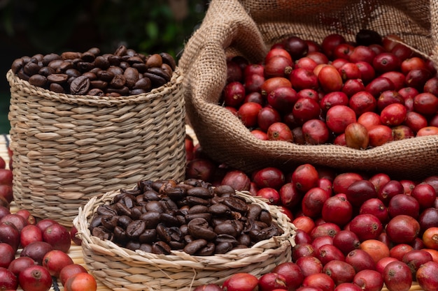 coffee cherry and coffee beans