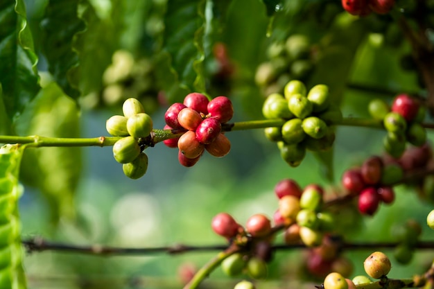 coffee cherry at coffee farm