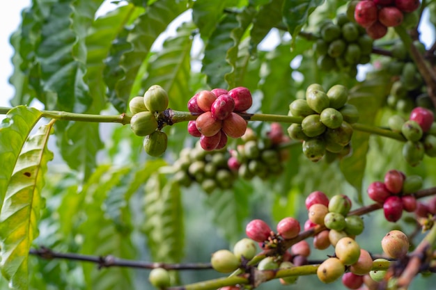 coffee cherry at coffee farm