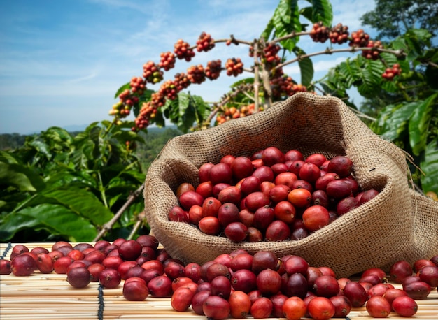 coffee cherry at coffee farm