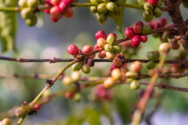 Caffè asciutto sul pavimento