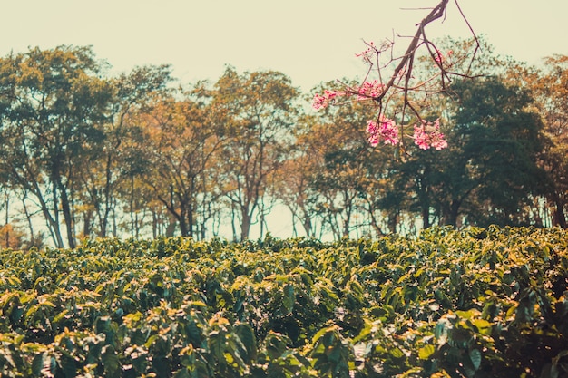 Coffee farm plantation and flowers